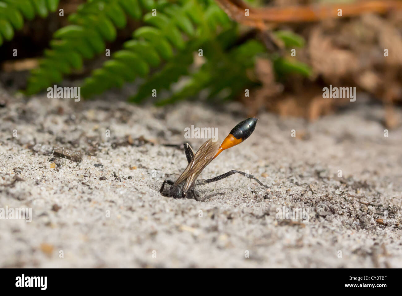 Sand digger wasp (Ammophila sabulosa) l'excavation du sable du nid sur Heath. Surrey, UK. Banque D'Images
