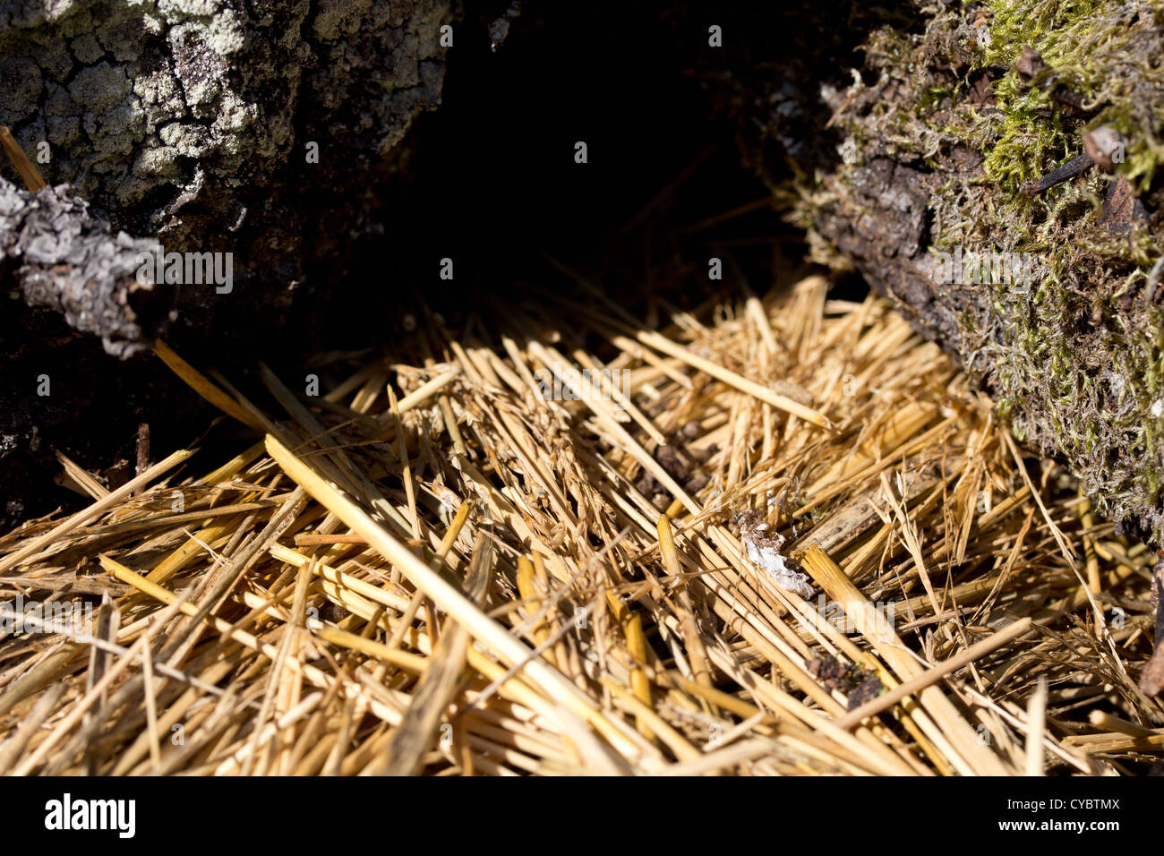 Vole les latrines et l'herbe coupée à l'entrée des terriers. Surrey, UK. Banque D'Images