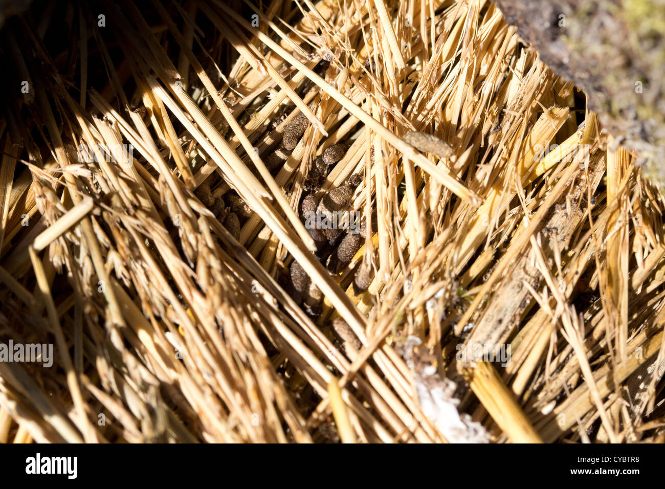 Vole les latrines et l'herbe coupée à l'entrée des terriers. Surrey, UK. Banque D'Images