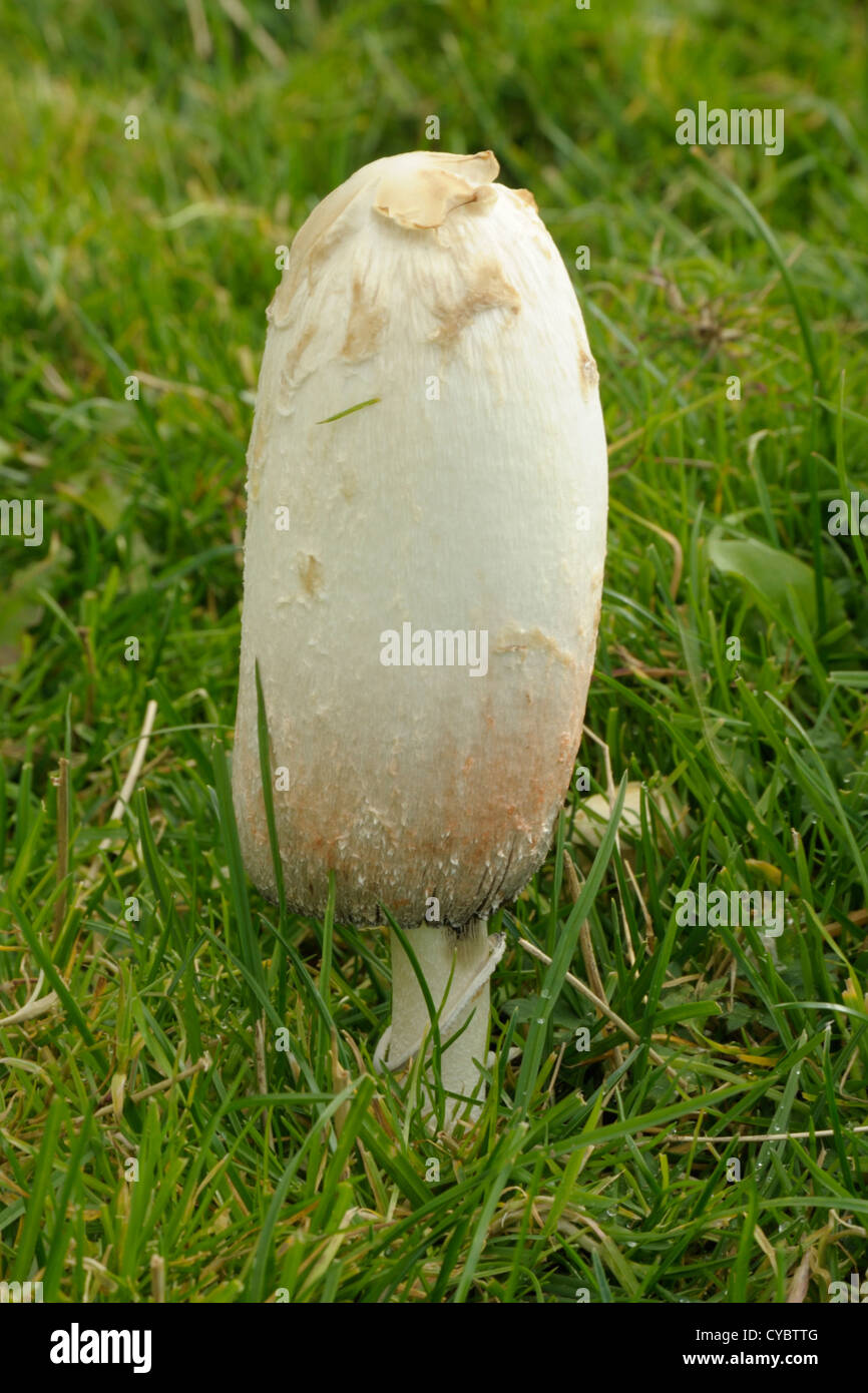 Shaggy Inkcap ou avocat, Coprinus comatus la perruque Banque D'Images