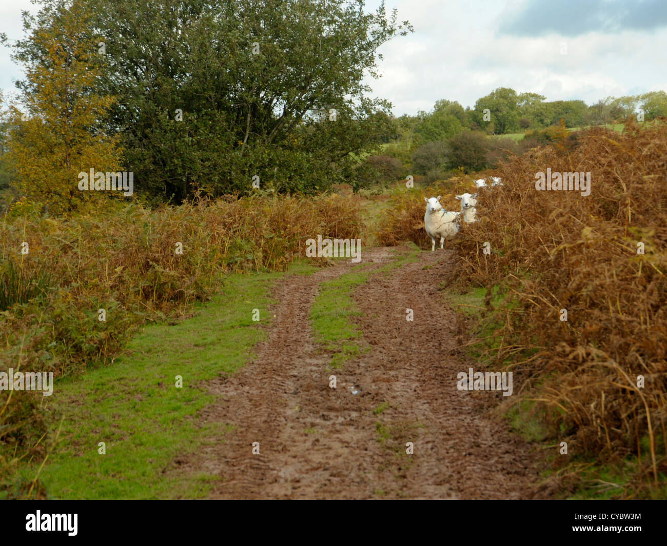 Curieux moutons sur un sentier de montagne boueux Banque D'Images