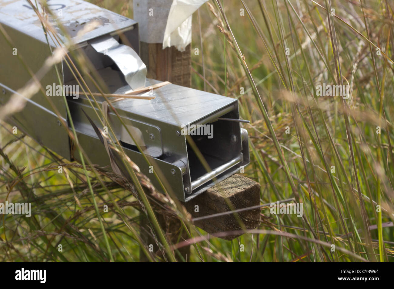 Sondage rongeurs piège dans les herbages. Surrey, UK. Banque D'Images
