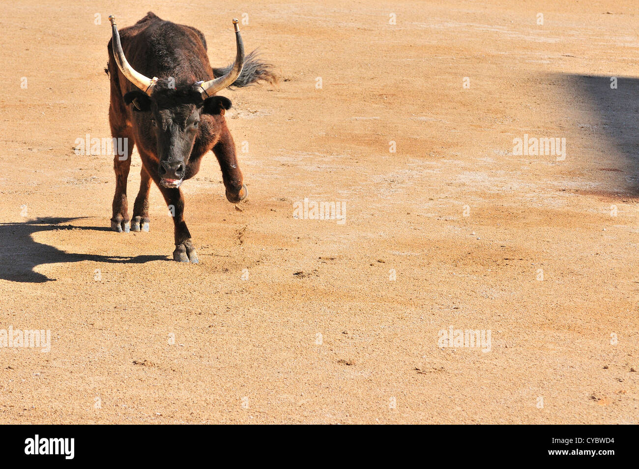 La charge du taureau dans l'arène d'Arles avant une corrida au cours de la Fete des Gardians, Arles, Provence, France Banque D'Images