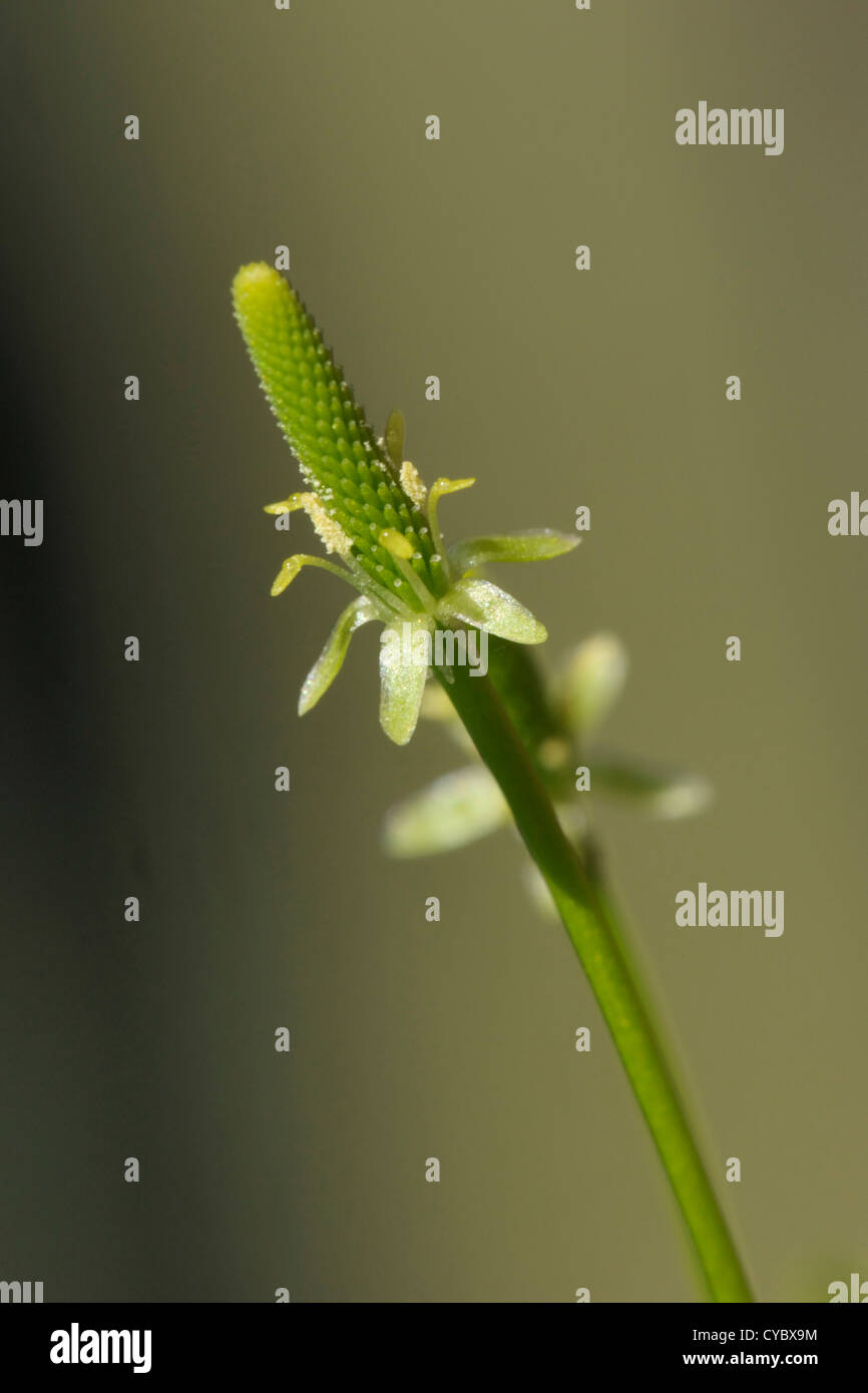 Myosurus minimus ratoncule naine, fleurs Banque D'Images