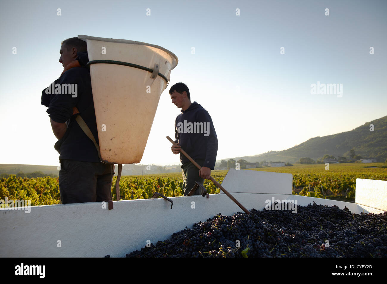 La récolte de vin en France Banque D'Images