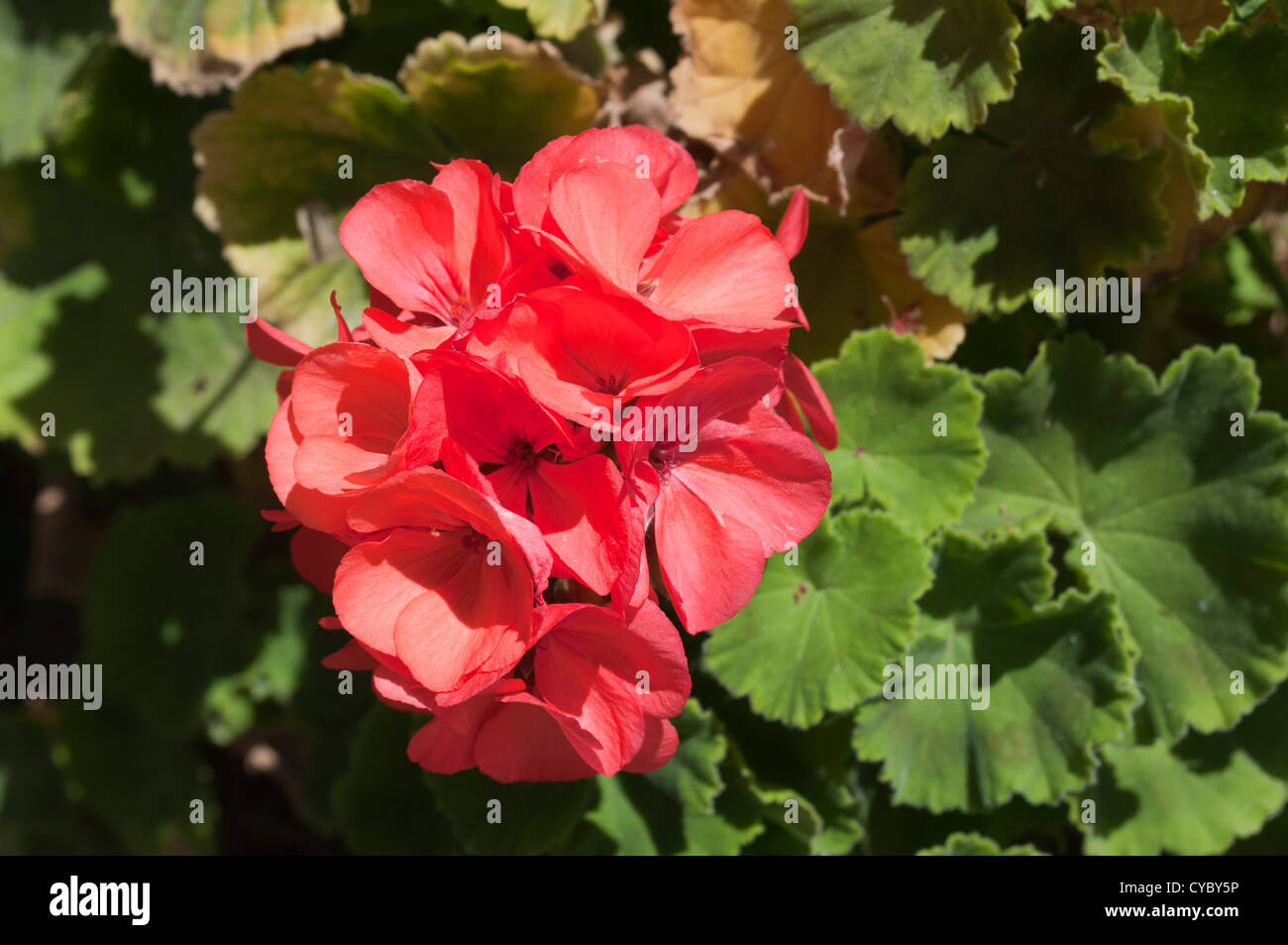 Fleurs rouge Banque D'Images
