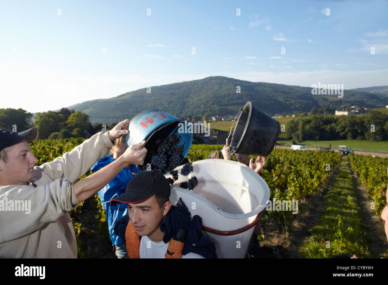 La récolte de vin en France Banque D'Images