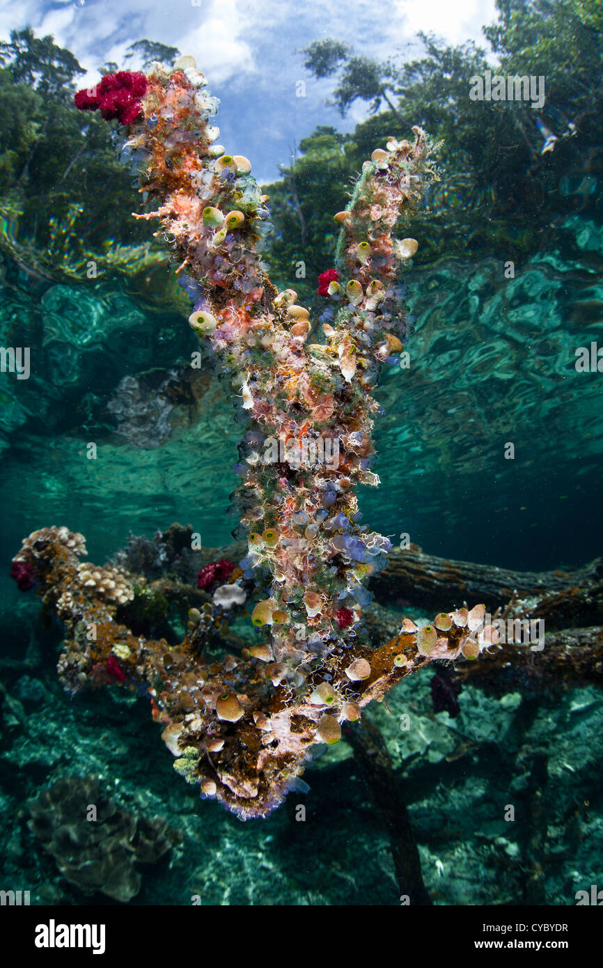 Une branche de l'arbre immergé agit comme un substrat dur pour les éponges, les tuniciers, et les coraux à croître sur des récifs coralliens peu profonds près d'un. Banque D'Images