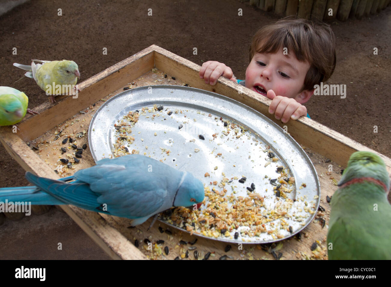 Un garçon de 3 ans porte sur l'alimentation des oiseaux exotiques. Banque D'Images