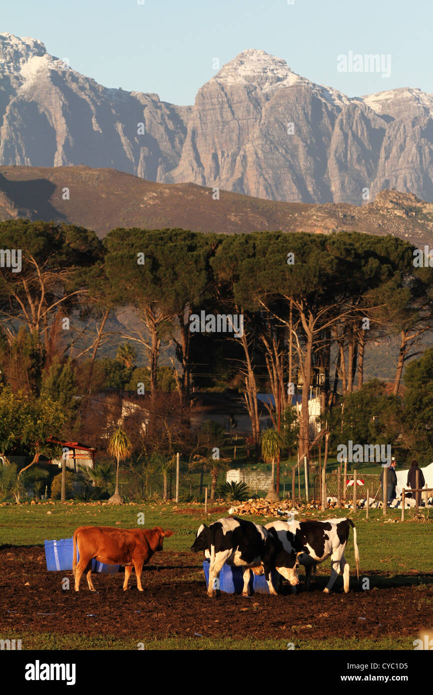 Le Bétail Paître Sur Une Ferme Dans Le Contexte Montagnes