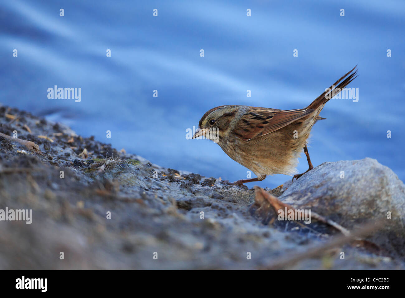 Sparrow se nourrissant de rivage - Big Bog, le nord du Minnesota. Banque D'Images
