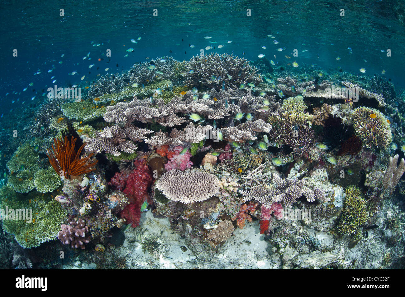 Les petits poissons de récif, principalement demoiselle espèces, survolez un large récif de corail à proximité de l'île de Misool, Indonésie. Banque D'Images