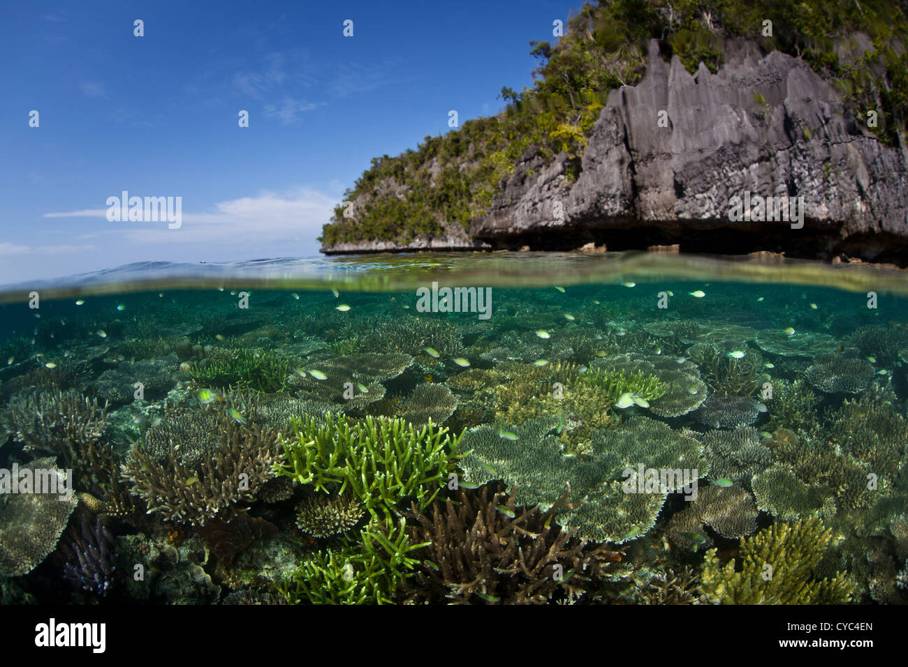 Poissons de récifs colorés nagent au-dessus de la santé des récifs de corail qui pousse à côté d'une île au large de la Papouasie-Nouvelle-calcaire. Banque D'Images