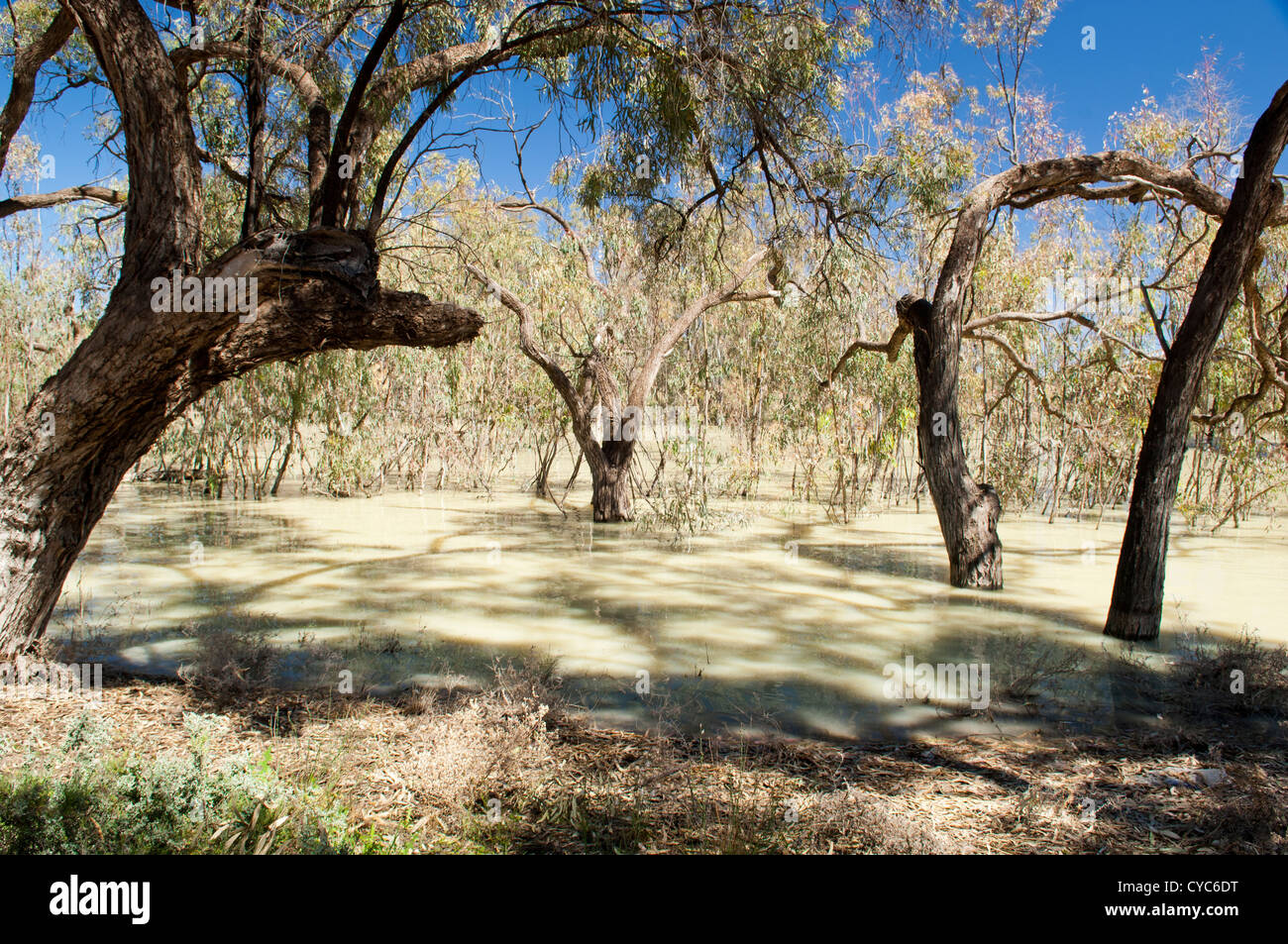 Darling River, dans l'arrière-pays australien est l'un des plus grands dans le pays Banque D'Images