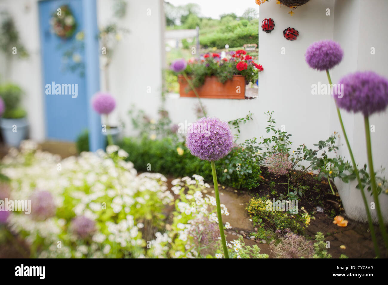 Jardin avec beaucoup de fleurs Banque D'Images