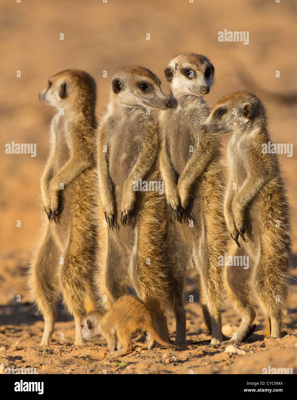 Bébé suricate Banque de photographies et d’images à haute résolution ...