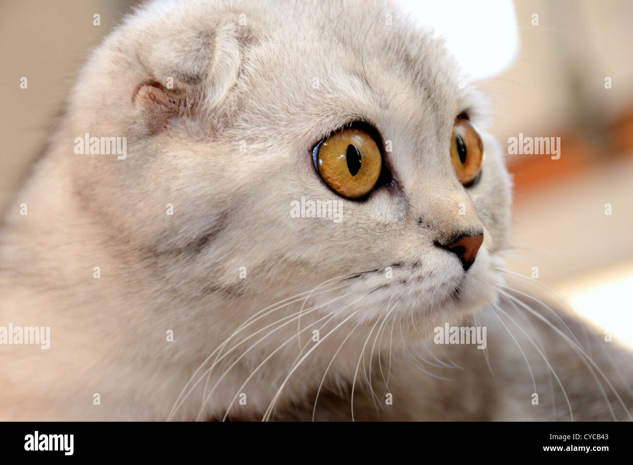 Portrait d'un Scottish Fold tomcat close-up. Banque D'Images