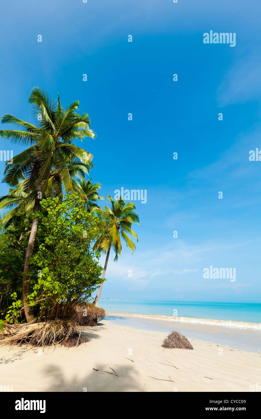 Palmiers sur la plage tropicale en journée ensoleillée. Tir vertical. Banque D'Images Palmiers sur la plage tropicale en journée ensoleillée. Tir vertical. Banque D'Images