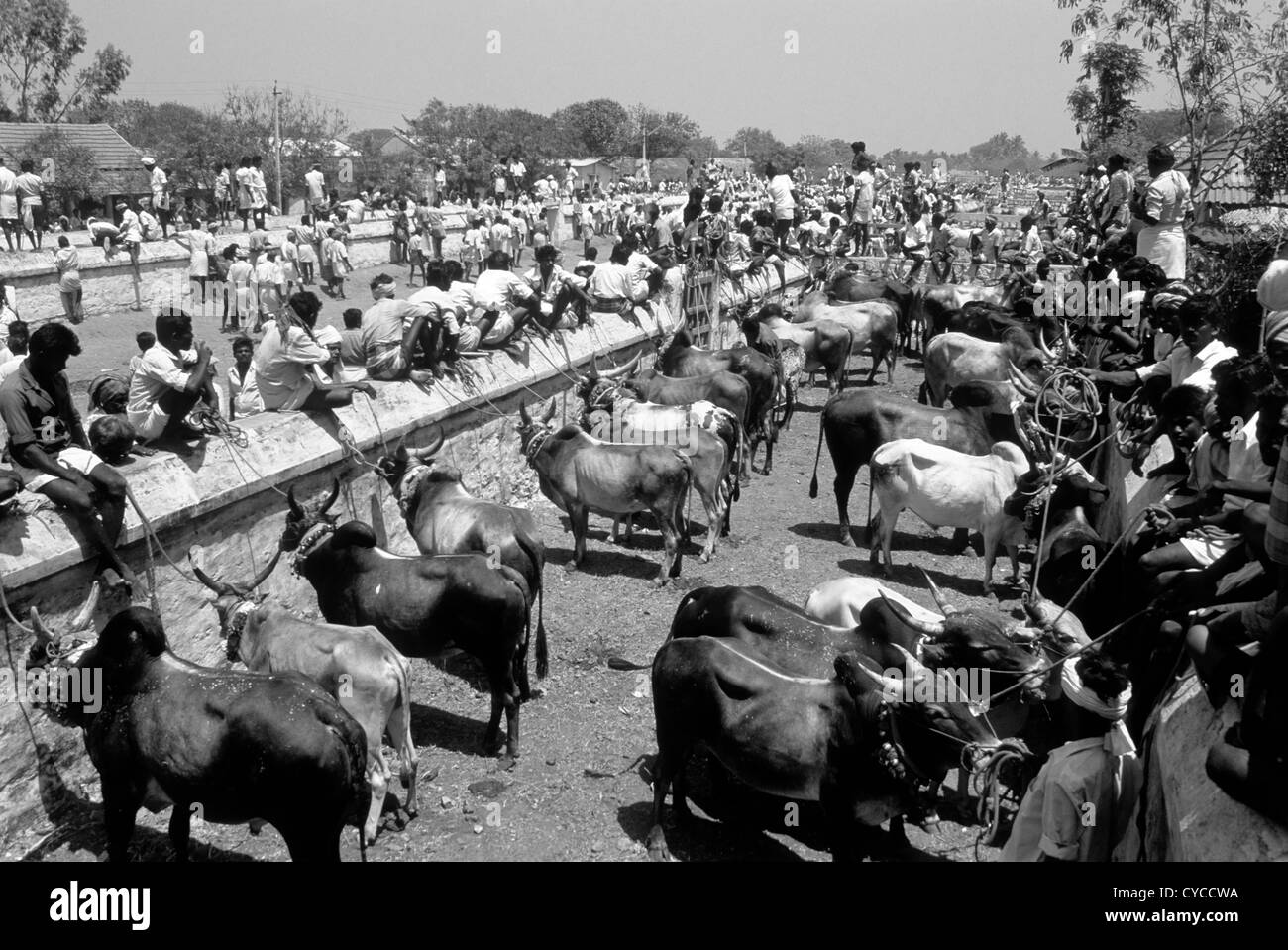 Jallikattu stockade à Aralipparai près de Madurai, Tamil Nadu. Banque D'Images