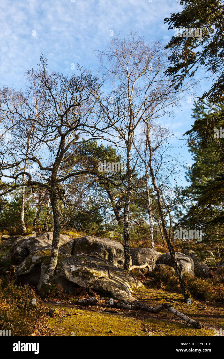 Paysage dans la forêt de Fontainebleau au début du printemps. Banque D'Images