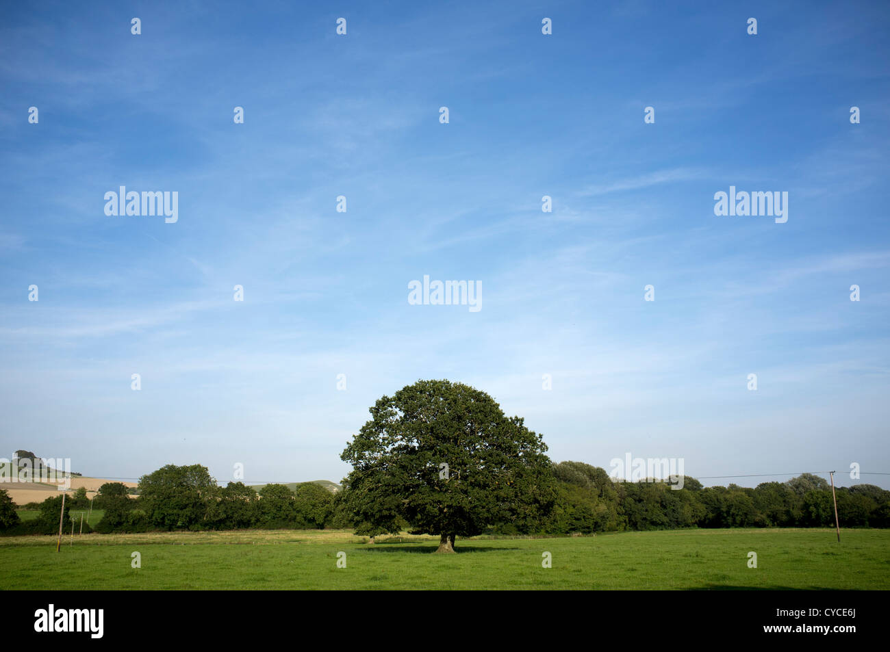 Lone Tree in Field Banque D'Images
