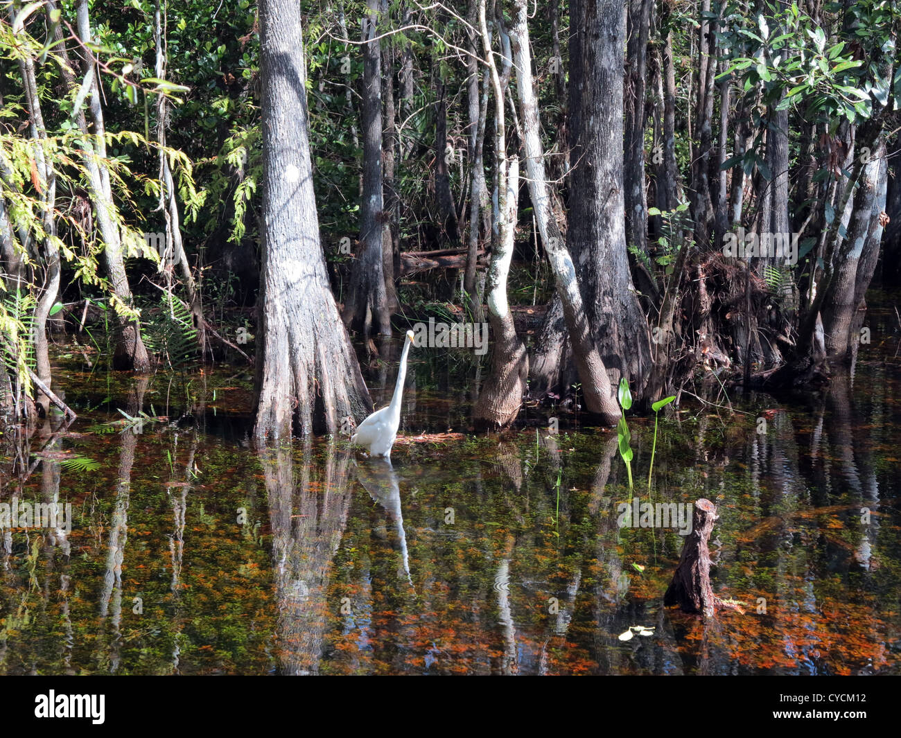 Everglades de Floride Banque D'Images