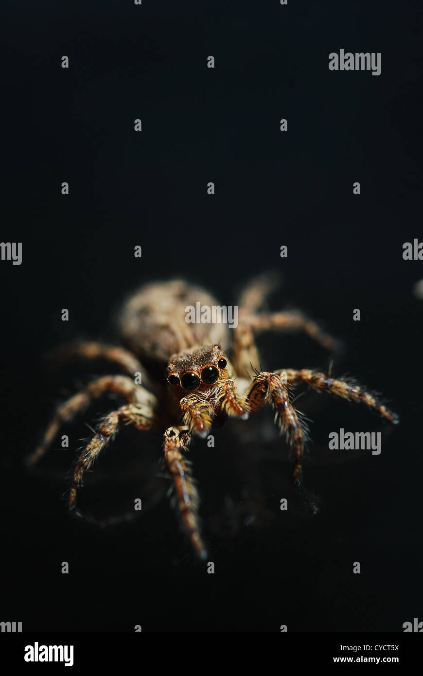 Thomisidae sur fond noir Banque D'Images