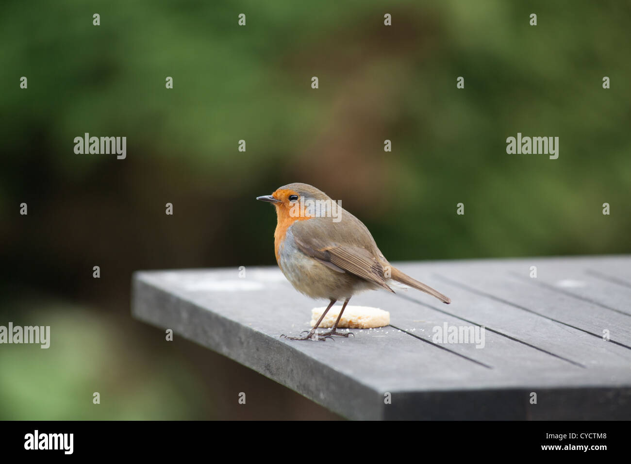 Gmlh 0704 1342 erithacus rubecula aux abords anglais robin sur table de jardin avec biscuit Banque D'Images