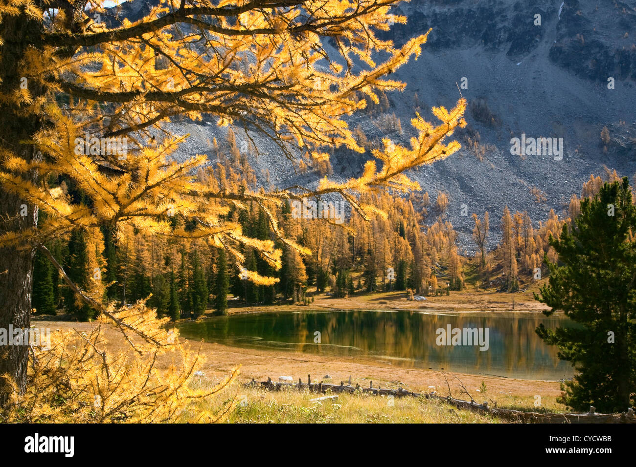 WA05018-00...WASHINGTON - mélèze arbres dans la couleur de l'automne au Boiling Lake dans la forêt nationale d'Okanogan. Banque D'Images