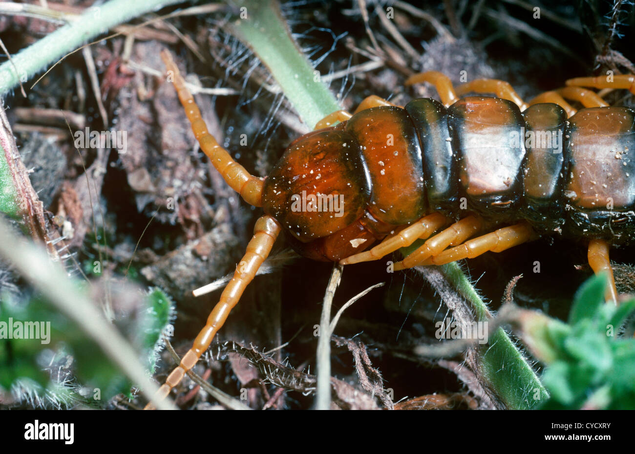 Rétreints centipede (Scolopendra cingulata), Espagne. Head montrant des  crocs longs Photo Stock - Alamy
