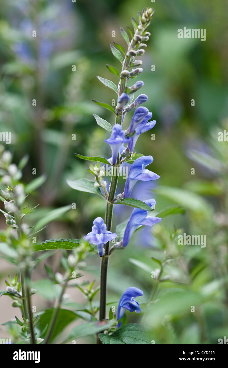 SCUTELLARIA INCANA Banque D'Images