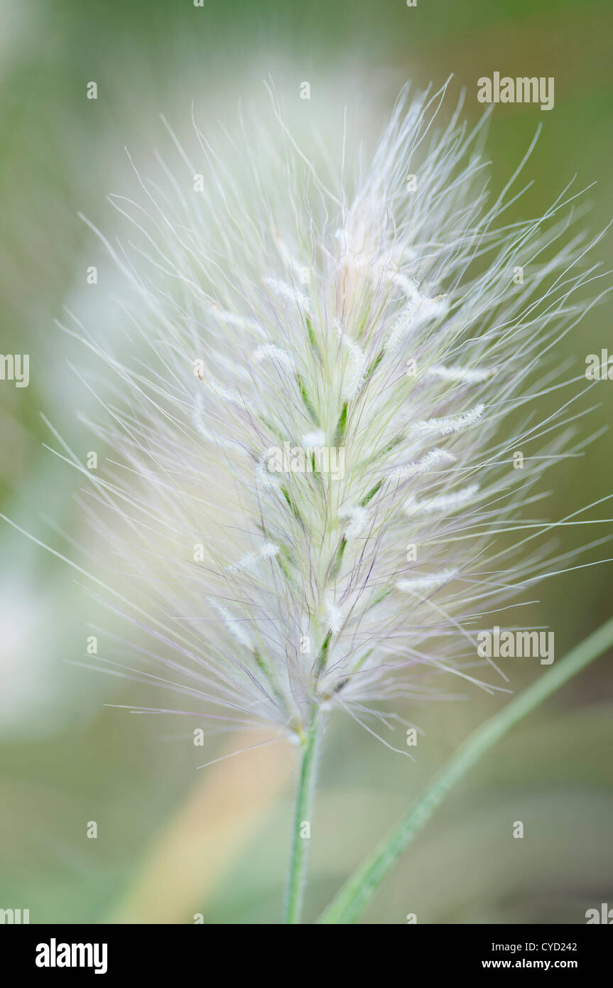 PENNISETUM VILLOSUM Banque D'Images