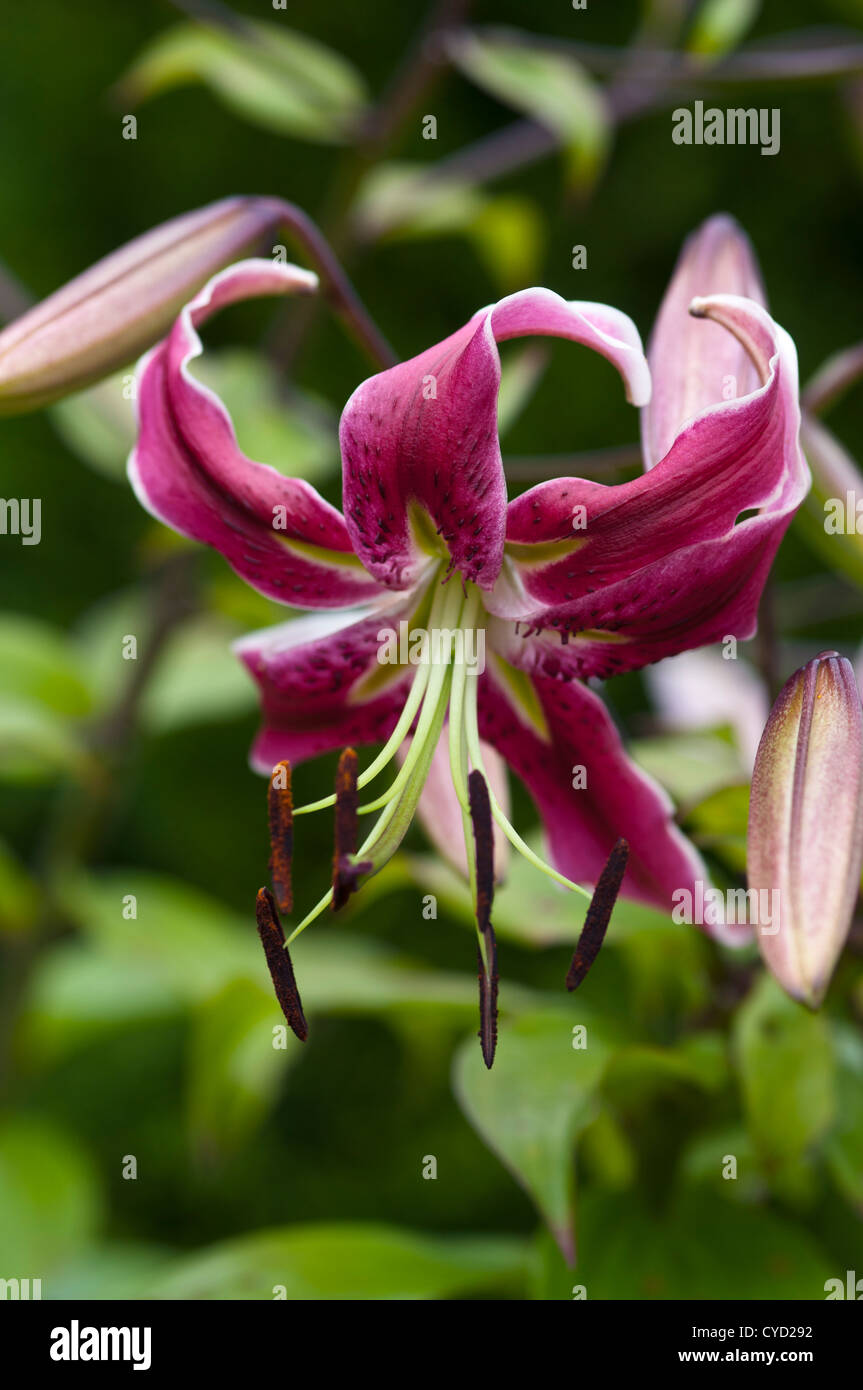 LILIUM BLACK BEAUTY Banque D'Images