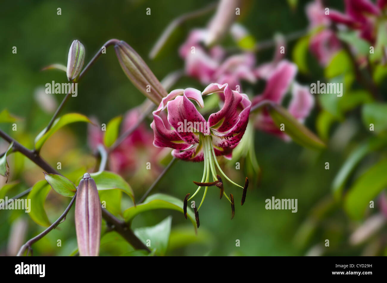 LILIUM BLACK BEAUTY Banque D'Images