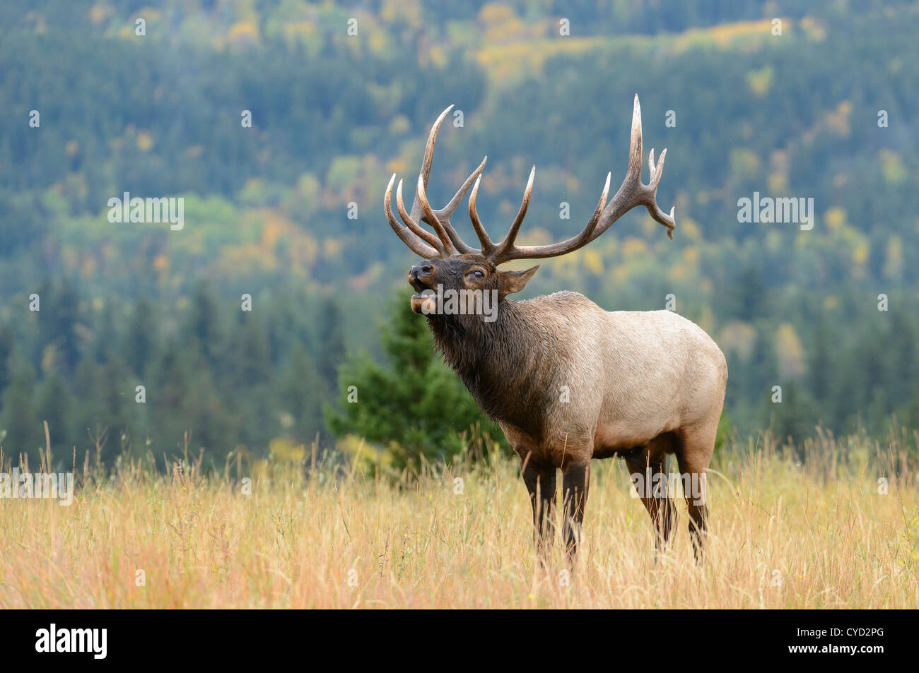 Un bull elk bugles durant le rut, les Rocheuses du Nord Banque D'Images