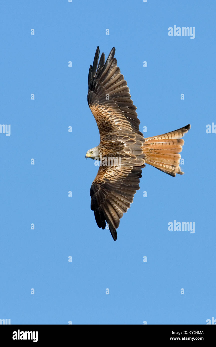 Le Milan royal (Milvus milvus) flying Banque D'Images