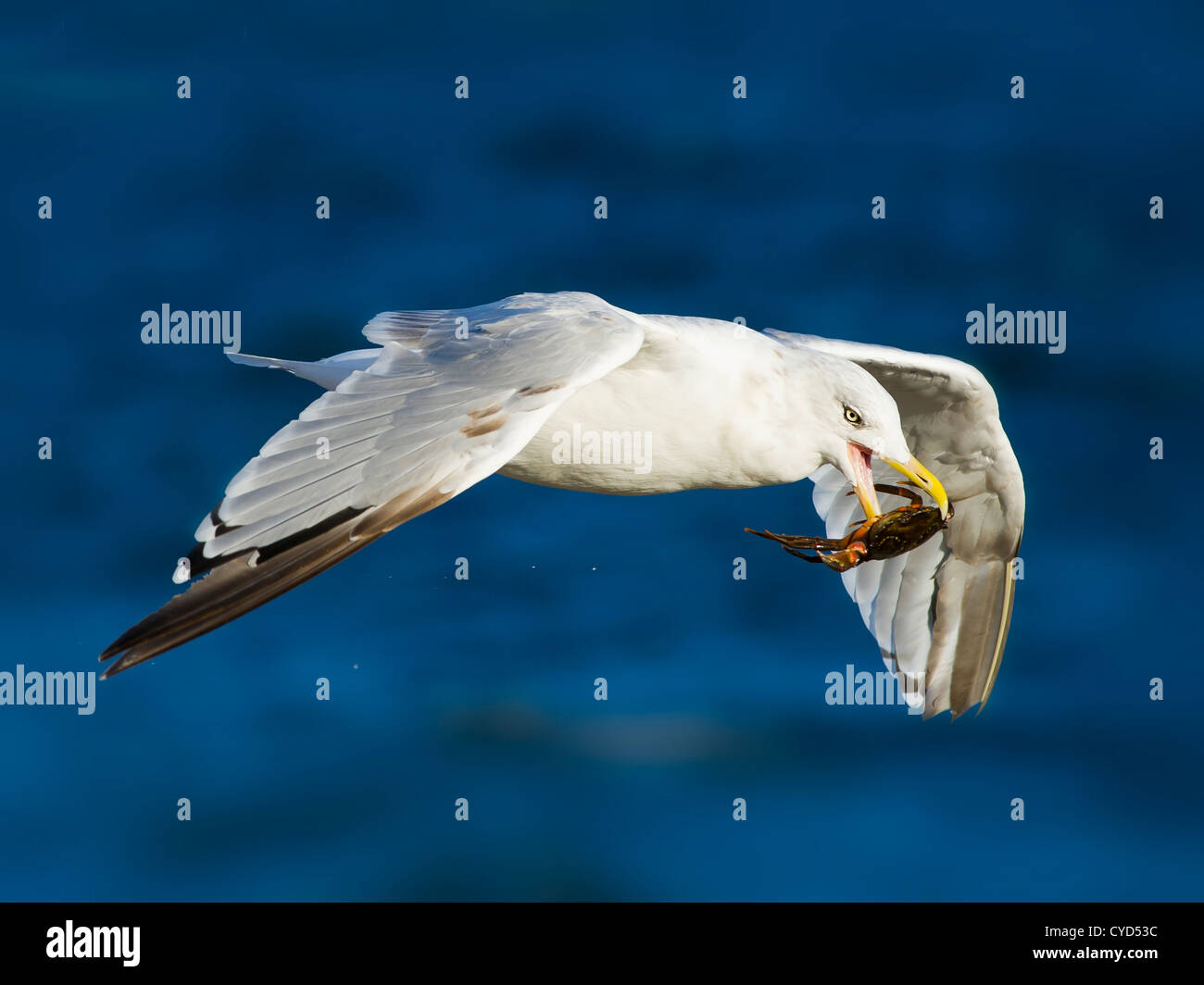 Av mouette en vol après en tenant un crabe sur le surf vous pouvez voir l'eau encore dégoulinant du crabe Banque D'Images