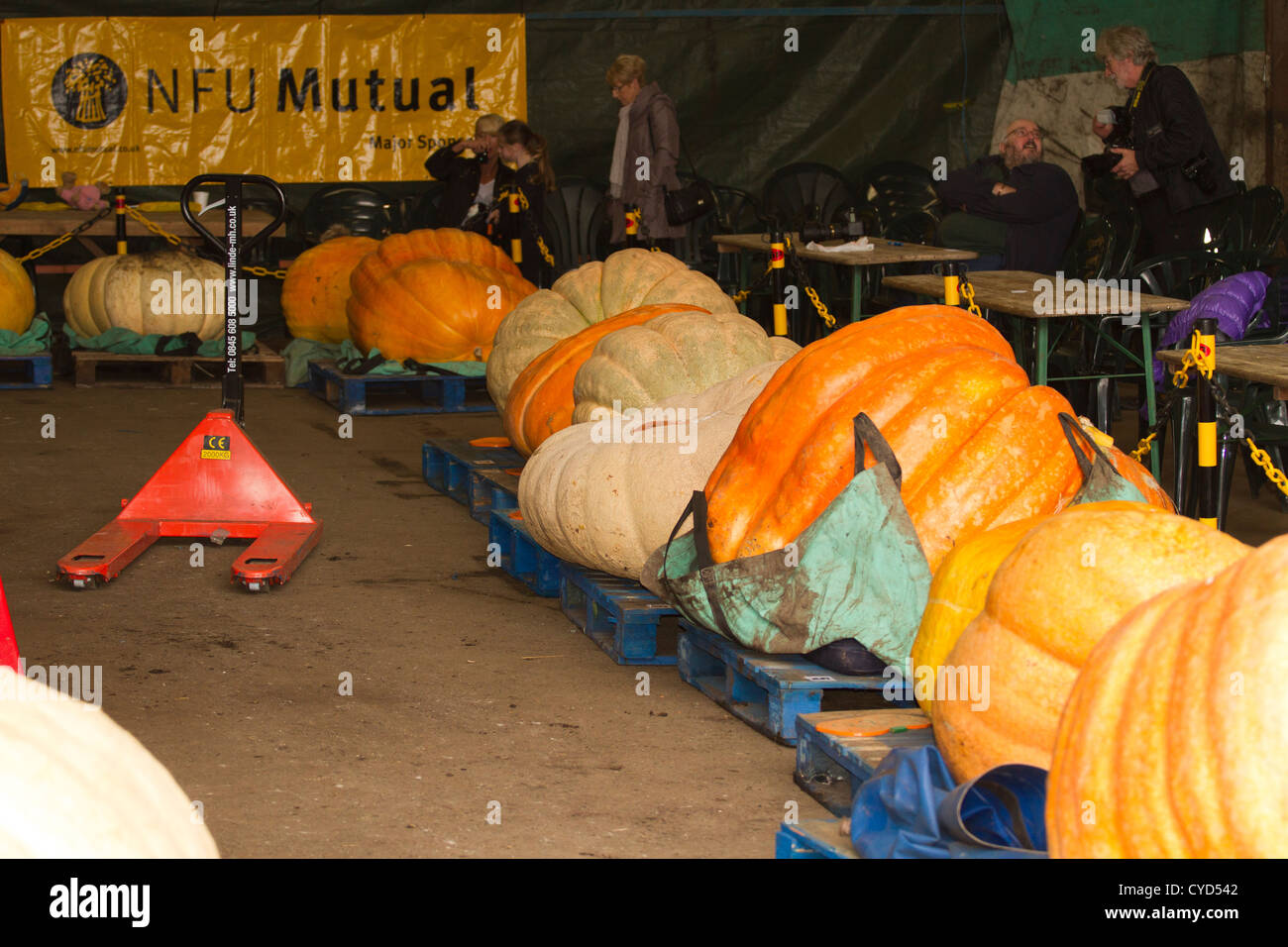 Grandes citrouilles qui ont été inscrits pour une compétition à Southport pour une fête près de Halloween Banque D'Images