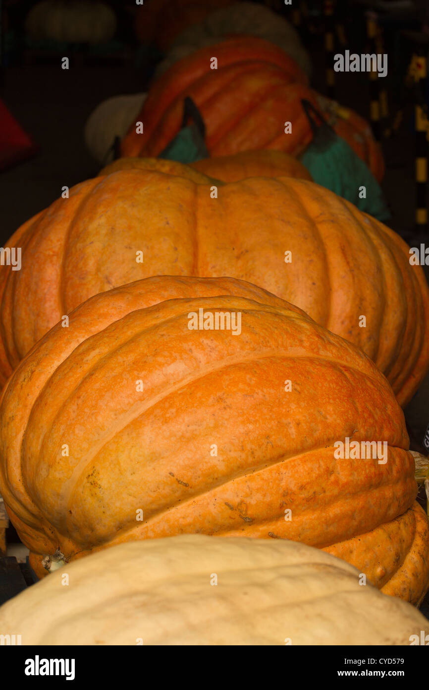 Grandes citrouilles qui ont été inscrits pour une compétition à Southport pour une fête près de Halloween Banque D'Images