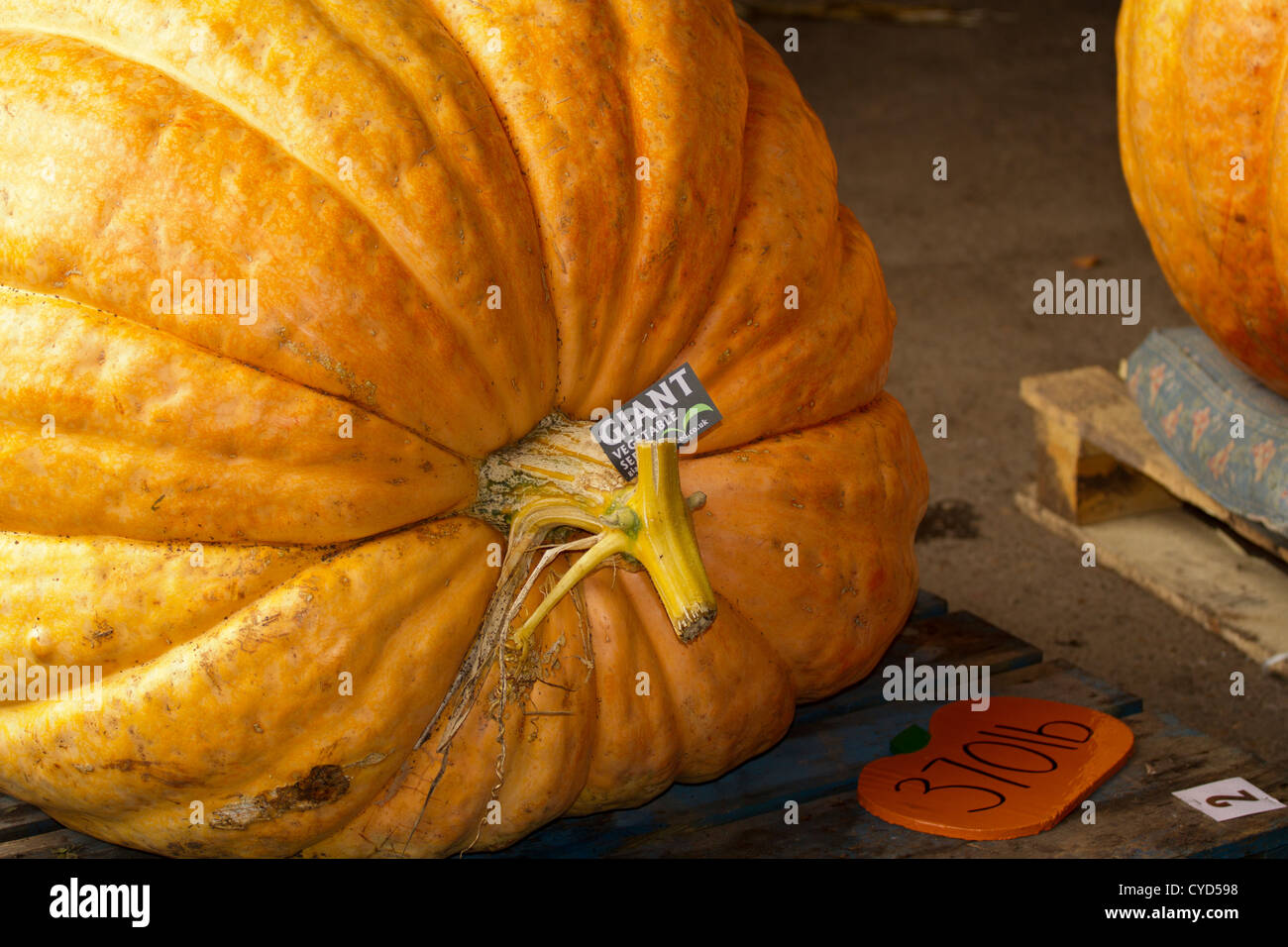 Grandes citrouilles qui ont été inscrits pour une compétition à Southport pour une fête près de Halloween Banque D'Images