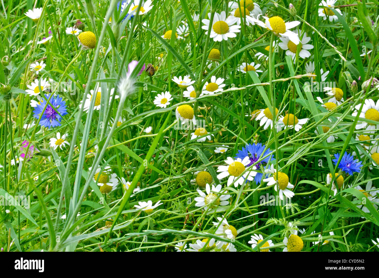 Bleuet bleu avec blanc Oxeye marguerites et camomille Maïs Banque D'Images