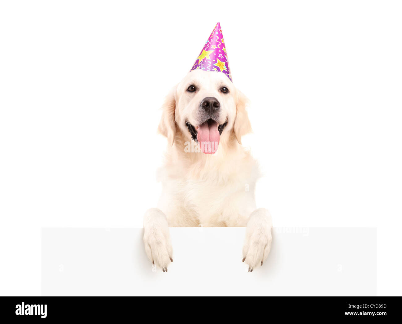 Labrador retriever avec party hat posing sur un panneau vide isolé sur fond blanc Banque D'Images