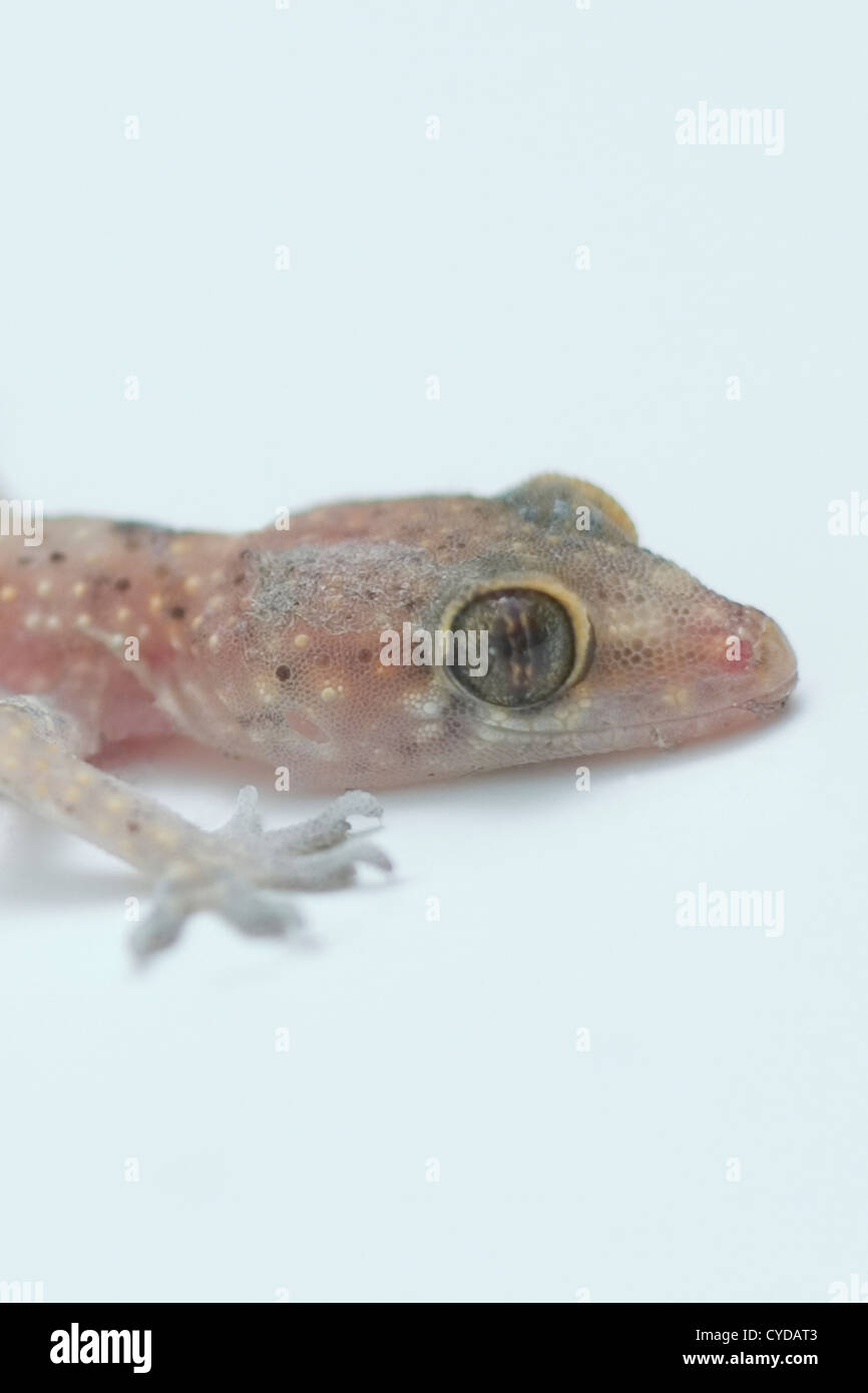 Tête d'un Gecko - Gekkonidae Banque D'Images