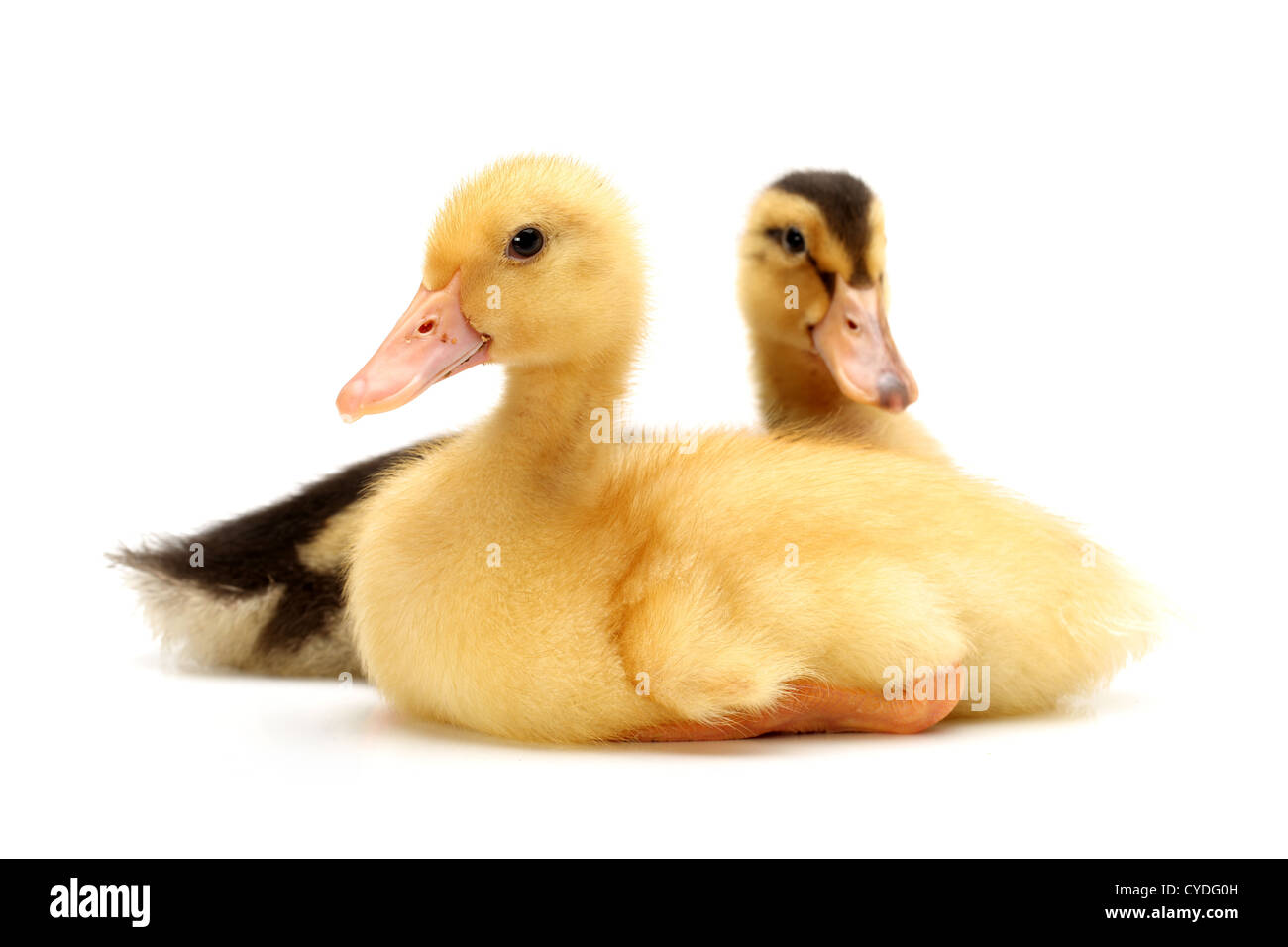 Les bébés animaux, oiseaux,, canard, caneton, petit studio, peu, plume, ferme, drôle, Banque D'Images