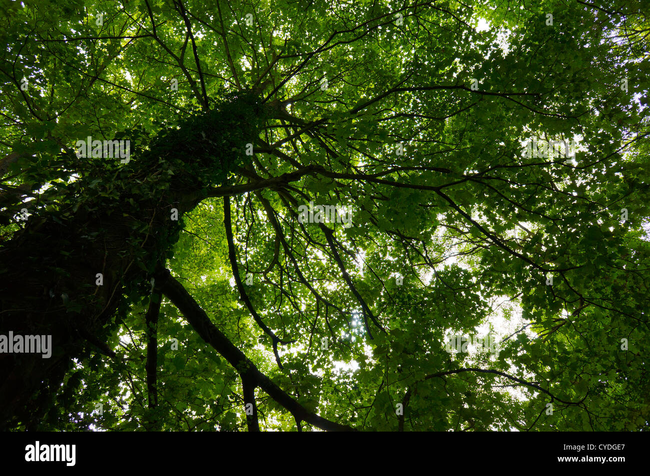 Vue d'un arbre à partir de la ci-dessous avec les branches qui s'étale pour remplir le cadre ci-dessus Banque D'Images