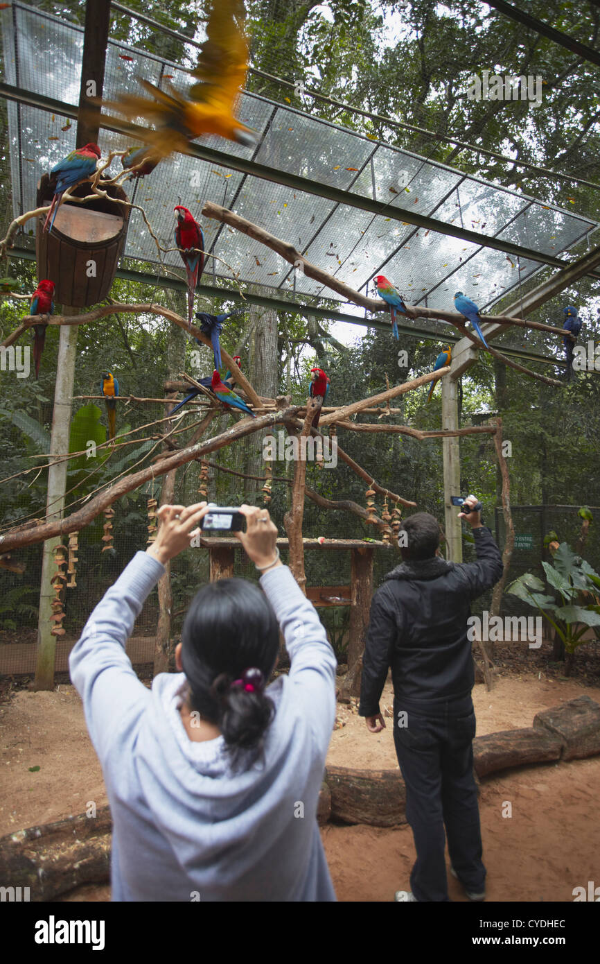 Les personnes qui prennent des photos de perroquets perroquet à l'intérieur de l'enceinte Parque das Aves (Parc des Oiseaux), Iguaçu, Parana, Brésil Banque D'Images