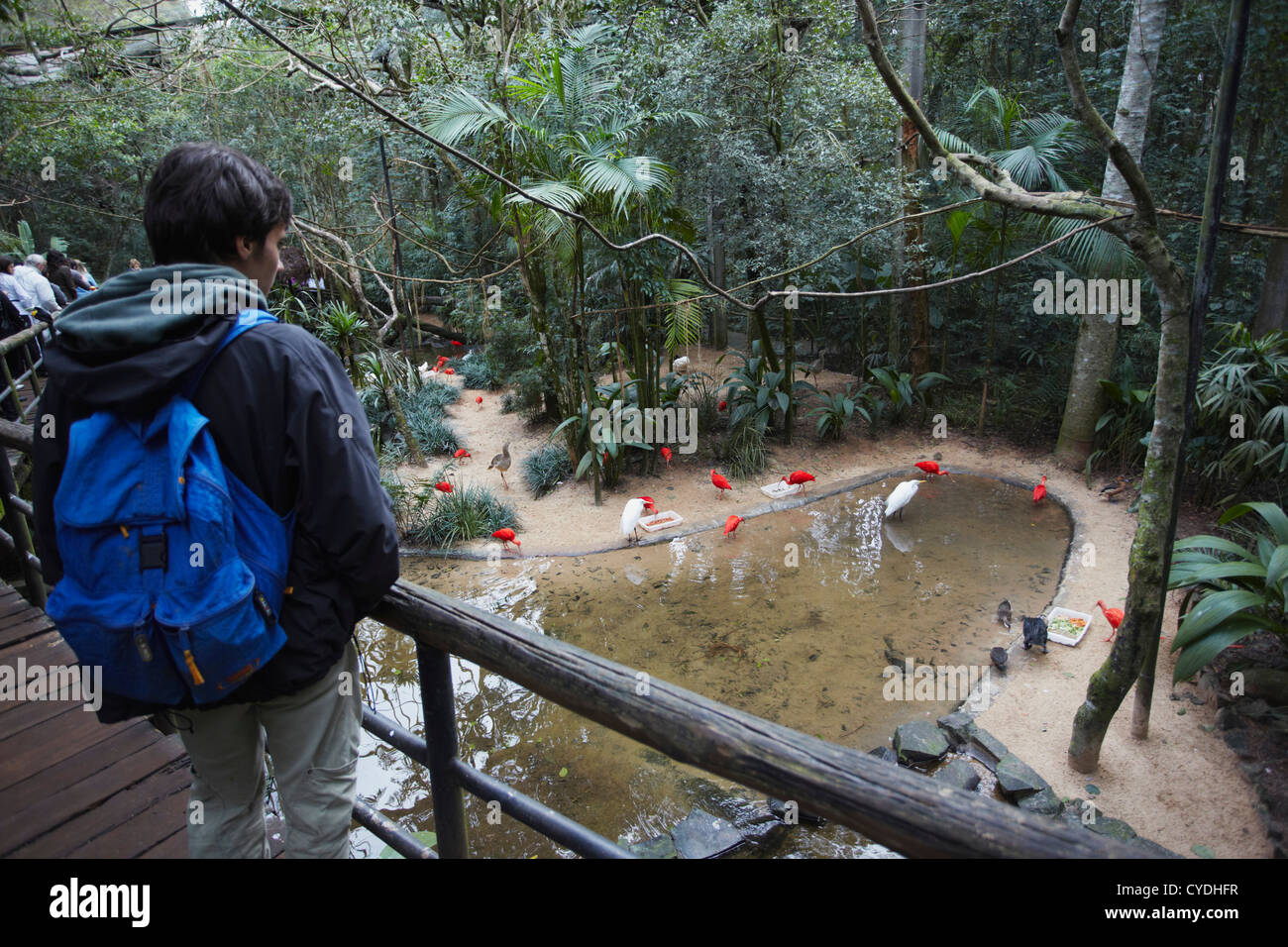 Les gens à l'intérieur de Marche-en enclos au Parque das Aves (Parc des Oiseaux), Iguacu, Parana, Brésil Banque D'Images
