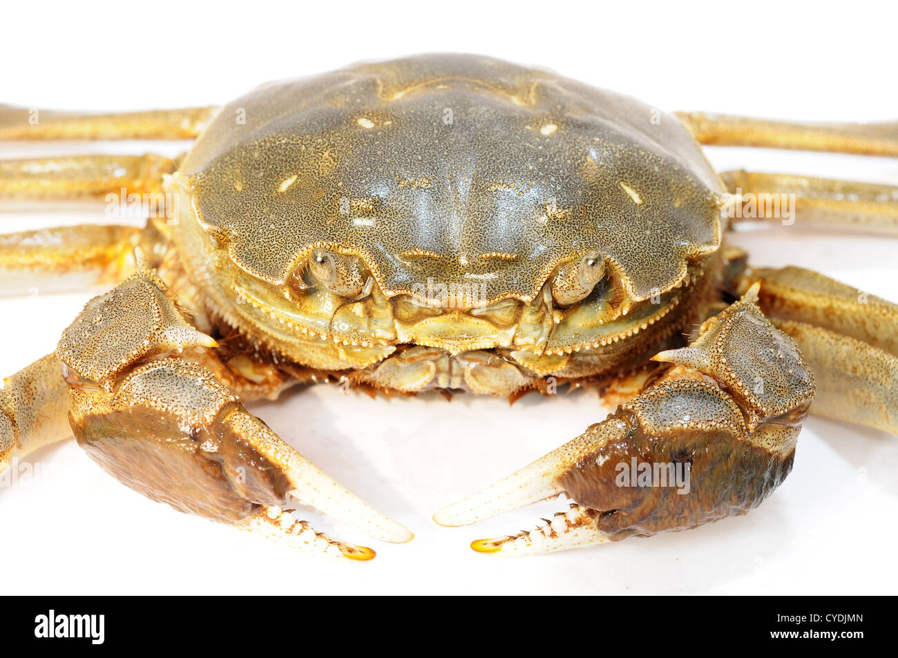 Crabe poilu ou chinois mittencrab sur fond blanc Banque D'Images