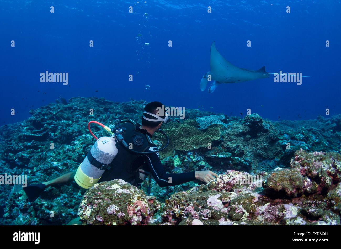 La plongée avec les raies manta ray scramble à 'manta' Kabira Bay au large de la côte de l'Île Ishigaki, Okinawa, Japon. Banque D'Images