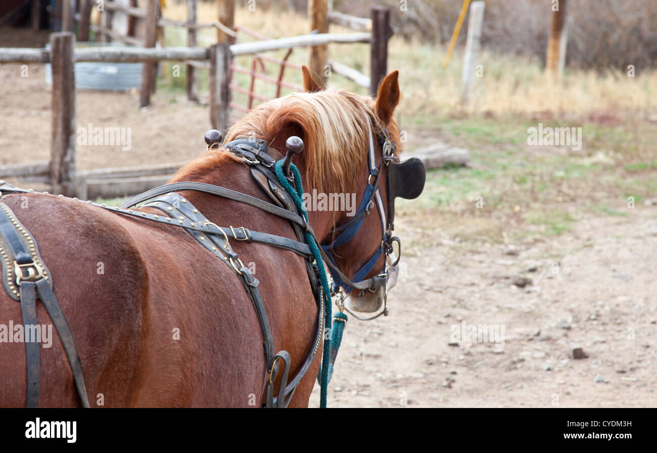 Les chevaux de trait belge attelés pour le travail. Estes Park, Colorado Banque D'Images